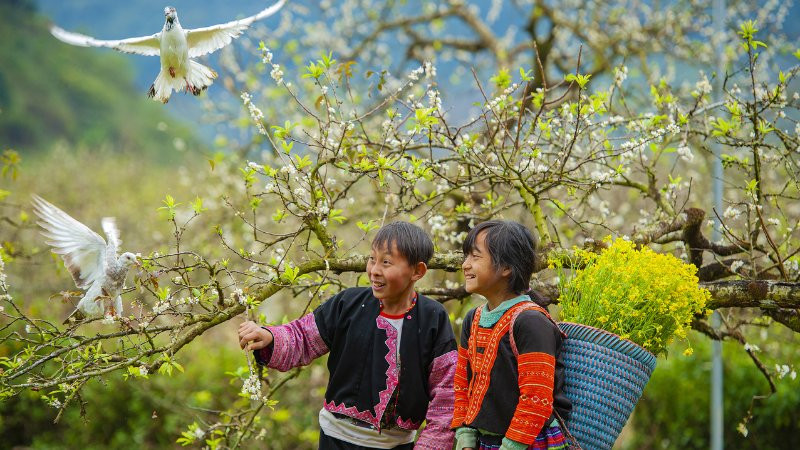 Đàn cừu đang gặm cỏ trên đồi vào một ngày xuân nắng đẹp