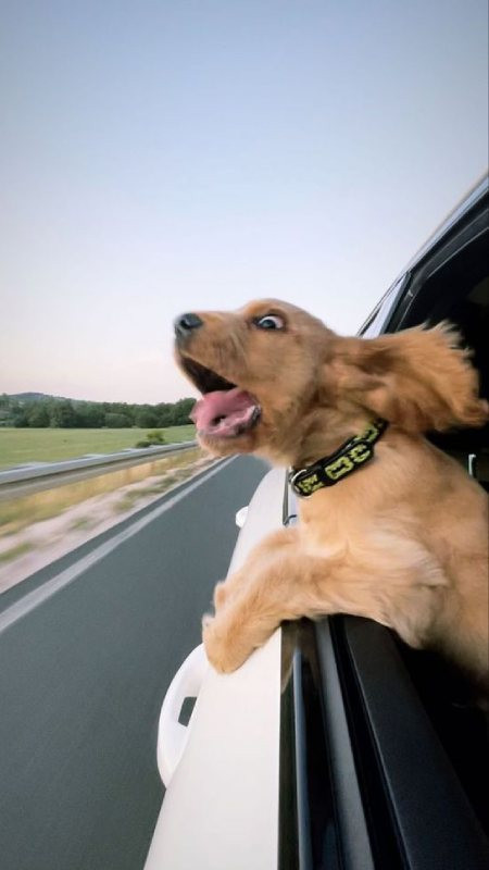 Đàn ngựa vằn đang di chuyển trên thảo nguyên châu Phi làm hình nền điện thoại 4K