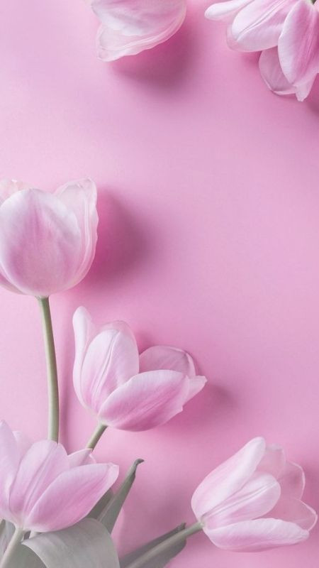 Decor phông nền màu hồng với hoa tulip nhẹ nhàng