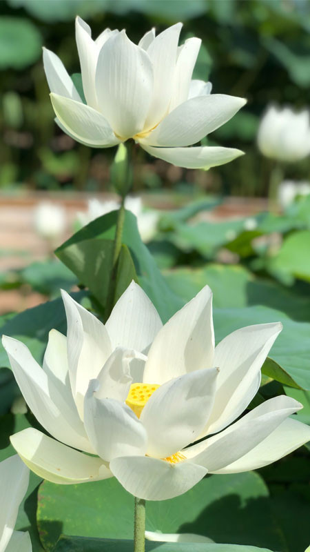 Đóa sen trắng nổi bật giữa thảm lá sen xanh