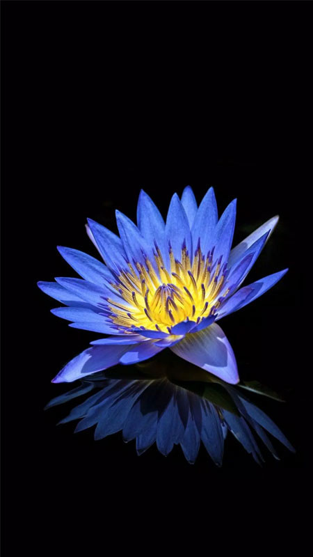 Đóa sen xanh nở rộ trên mặt hồ với lá sen bao quanh