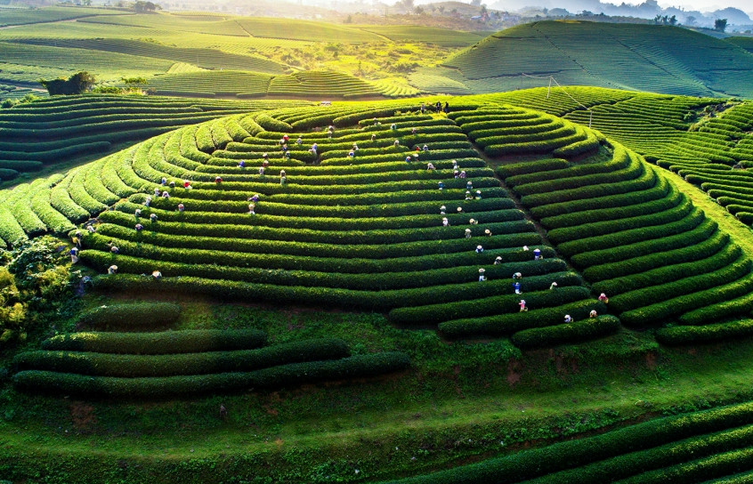 Đồi chè trái tim xanh mướt ở Mộc Châu, Sơn La - hình ảnh cao nguyên xinh đẹp