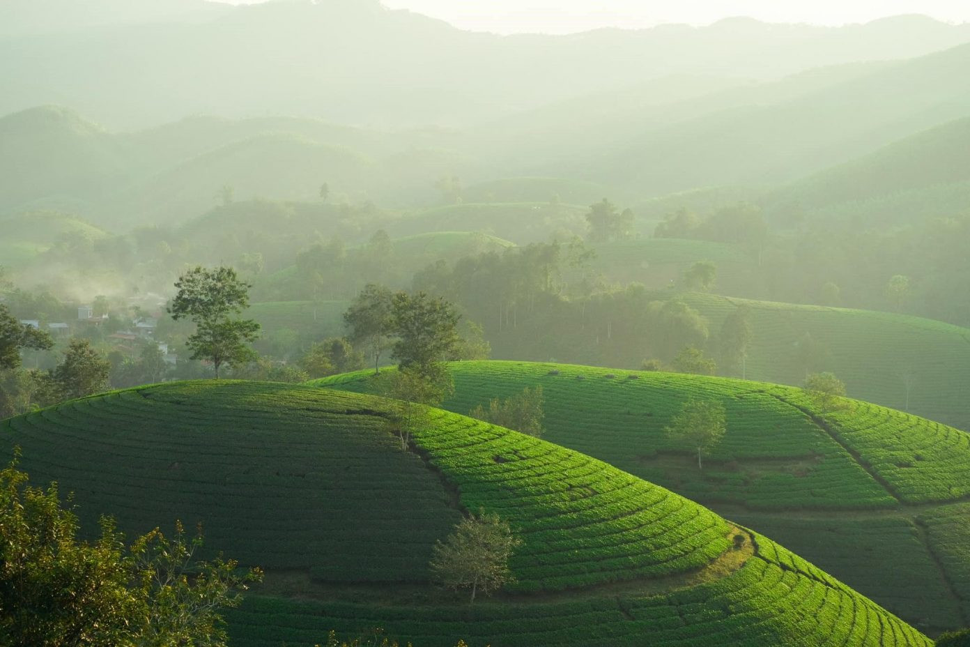 Đồi chè xanh mướt trong sương sớm, tạo nên không gian yên bình và thư thái