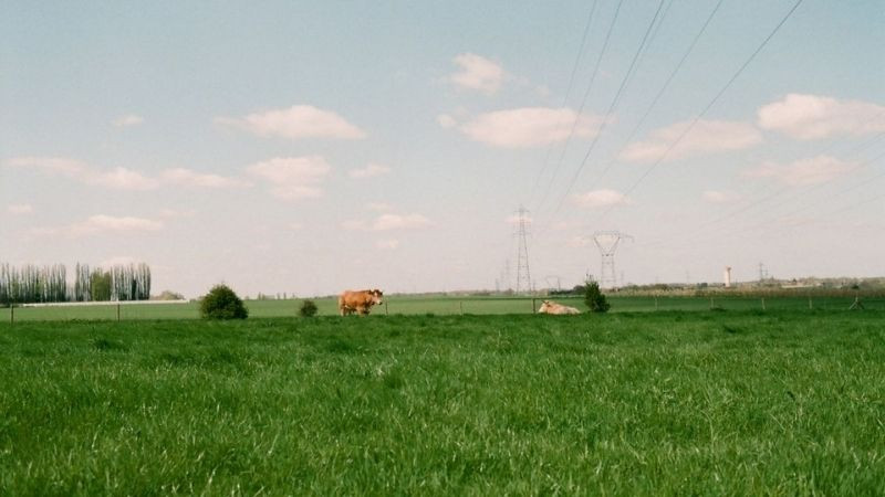 Đồng cỏ tươi xanh nơi quê nhà