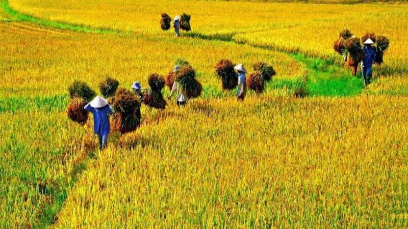 Đồng lúa chín vàng quen thuộc ở nông thôn