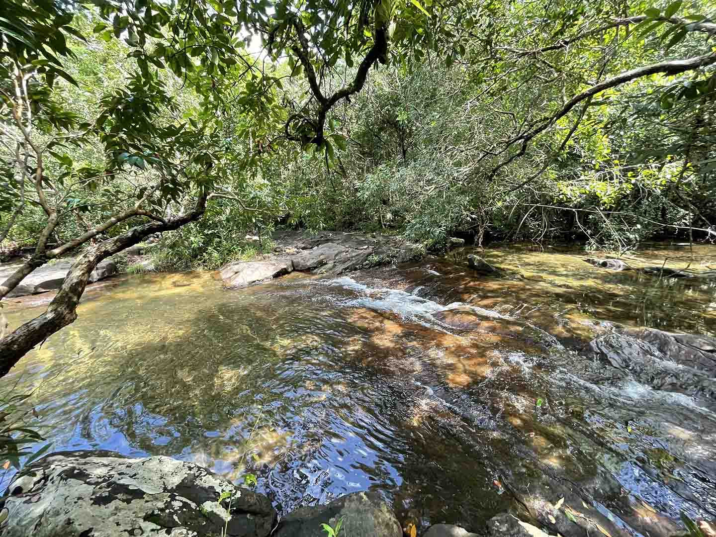 Dòng suối trong vắt chảy qua khu rừng sâu, cảnh vật xanh tươi hai bên bờ