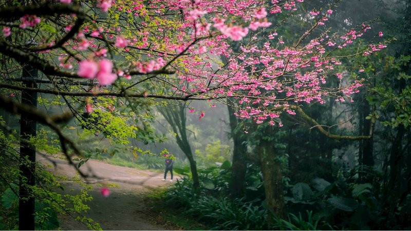 Dòng suối trong vắt chảy róc rách qua khu rừng vào mùa xuân