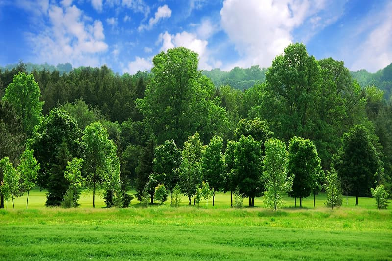 Đường đi trong rừng rợp bóng cây cổ thụ, ảnh cây xanh bóng râm