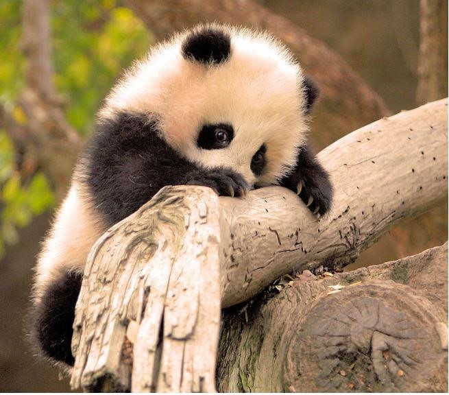 Gấu trúc con ngủ trên cành cây tre