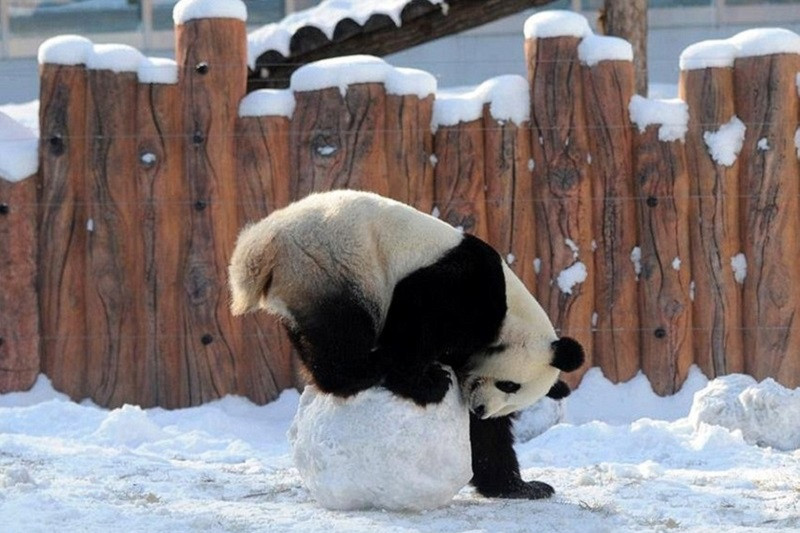 Chiêm Ngưỡng Bộ Sưu Tập Ảnh Gấu Trúc Gấu trúc đang chơi đùa với tuyết