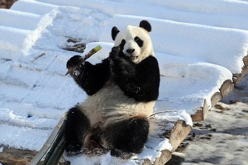 Chiêm Ngưỡng Bộ Sưu Tập Ảnh Gấu Trúc Gấu trúc đào bới trong tuyết