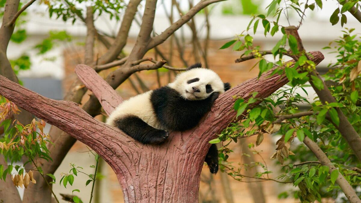 Gấu trúc nằm ngủ say sưa trên cành cây