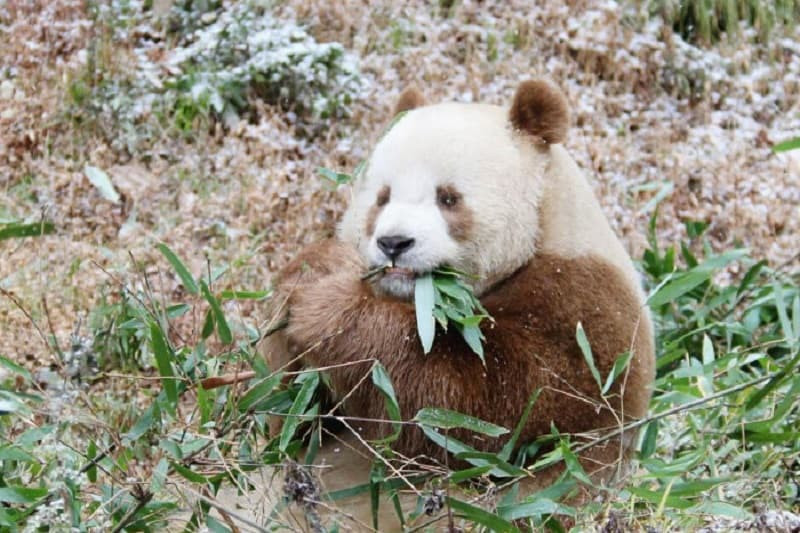 Chiêm Ngưỡng Bộ Sưu Tập Ảnh Gấu Trúc Gấu trúc nâu đang gặm tre