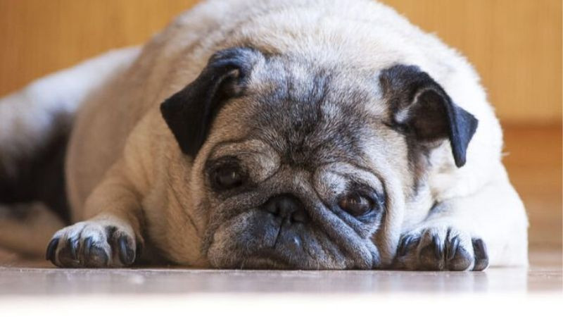 Gấu trúc nhỏ ngủ say sưa trên cành cây tre