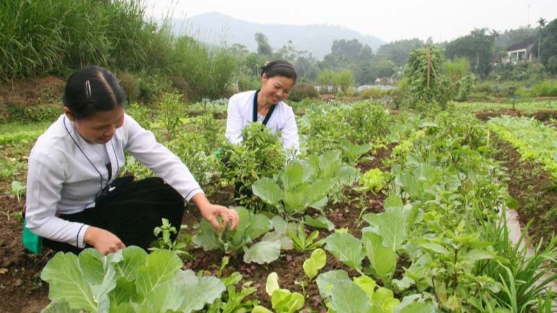 Ghi chép và lưu trữ toàn bộ dữ liệu về quy trình sản xuất để đảm bảo truy xuất nguồn gốc sản phẩm GAP