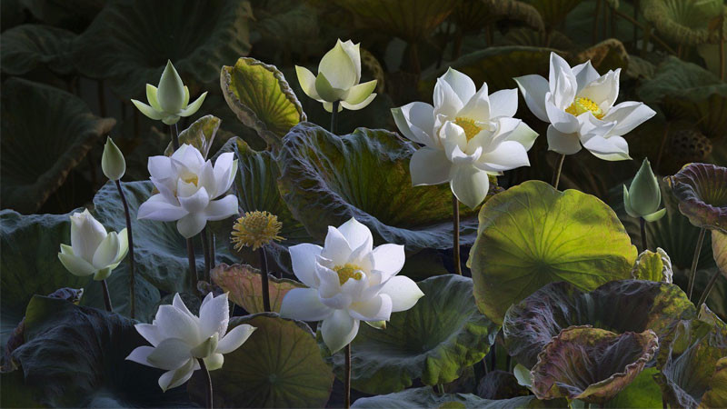 Góc chụp cận cảnh một đóa sen hồng với nhụy vàng nổi bật