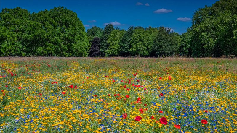 Góc nhìn gần hơn về kết cấu của cỏ và hoa trên thảo nguyên