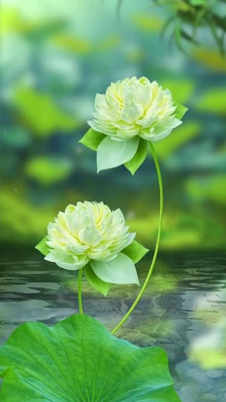 Góc nhìn thơ mộng về đầm hoa sen trắng