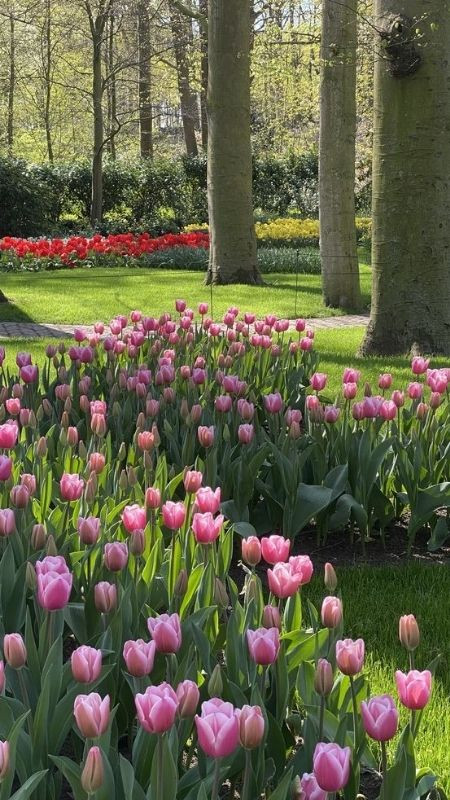 Góc nhỏ vườn hoa tulip mang sắc hồng kiều diễm