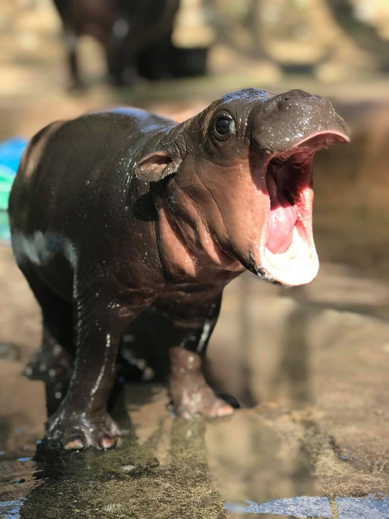 Hà mã con đang há miệng trông rất ngộ nghĩnh