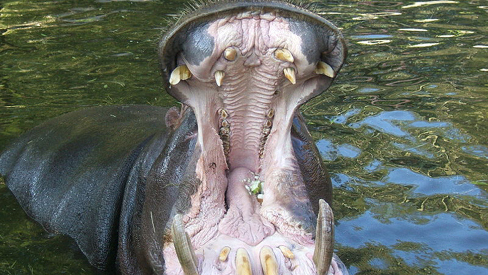 Hà mã há miệng rất rộng thể hiện bộ răng nanh lớn