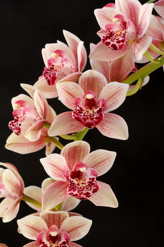 Hai bông hoa lan trắng sữa điểm xuyết sắc đỏ làm hình nền