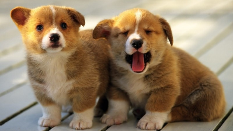 Hai chú chó đáng yêu quấn quýt bên nhau