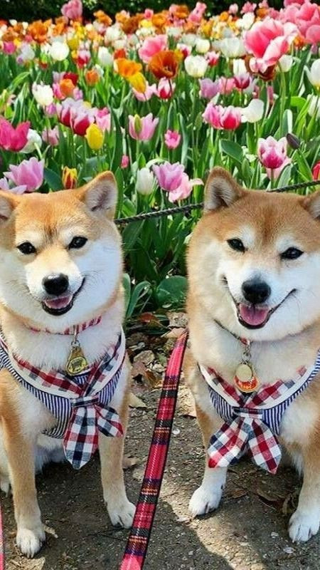 Hai chú chó ngồi giữa vườn hoa tulip, có biểu cảm vui vẻ