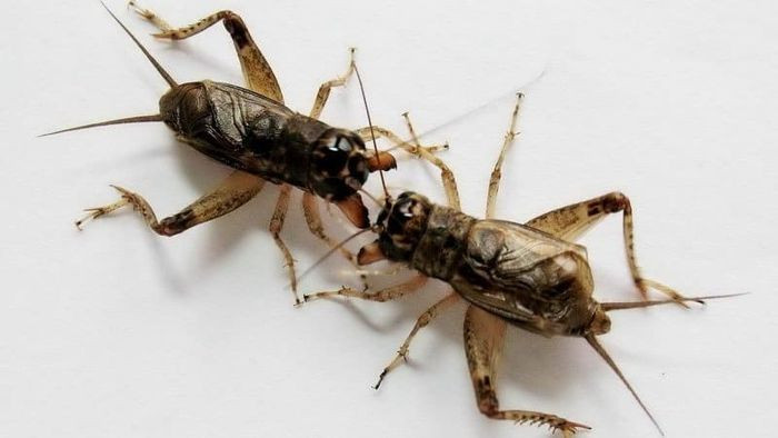 Tuyển chọn hình ảnh con dế mèn chân thực và ý nghĩa Hai chú dế mèn đực đang đối đầu nhau