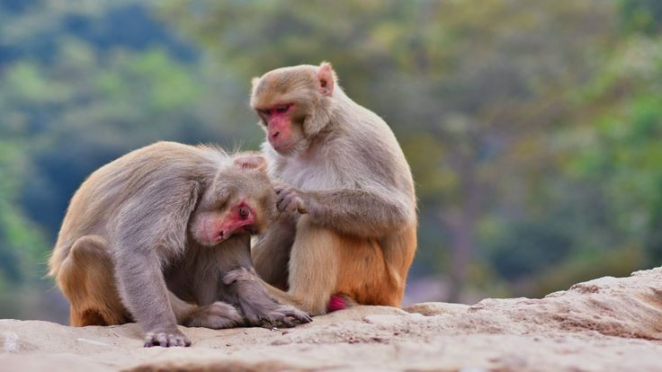 Hai chú khỉ trưởng thành đang tương tác xã hội, thể hiện sự gắn kết qua hành động bắt chấy