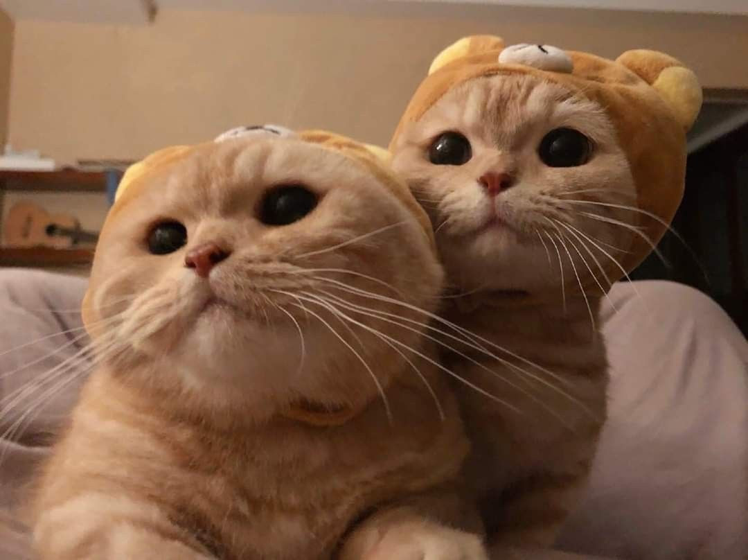 Hai chú mèo con ôm nhau đáng yêu