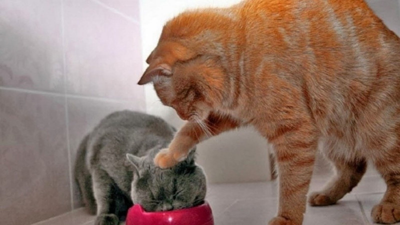 Hai chú mèo đang chơi đùa hoặc vật lộn với nhau một cách hài hước