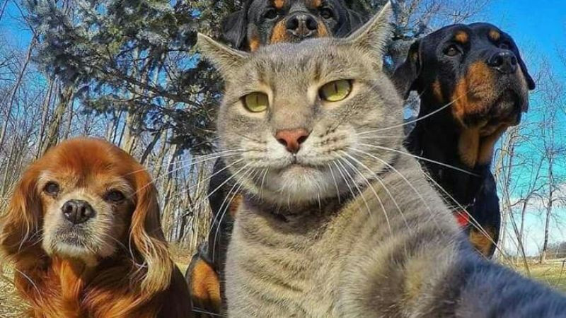 Hai chú mèo đang ôm ấp hoặc ngủ cùng nhau trong tư thế hài hước