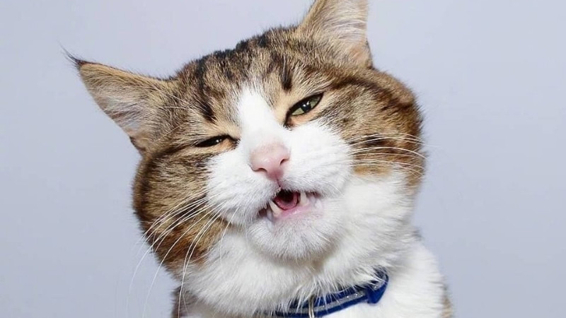 Hai chú mèo với biểu cảm ngạc nhiên và tò mò