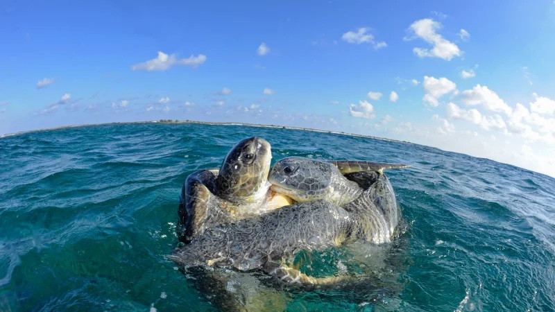 Hai chú rùa biển âu yếm trong ảnh đẹp thiên nhiên 3D