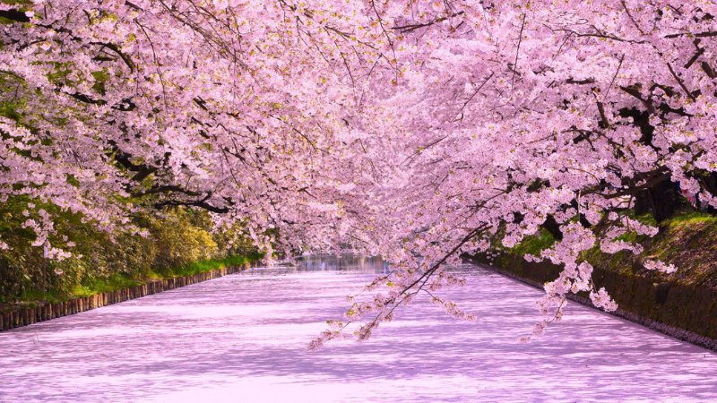 Hàng cây anh đào rợp bóng mát với hoa nở hồng cả một góc trời