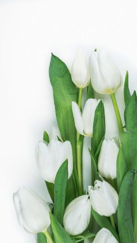 Hàng hoa tulip trắng thẳng tắp, ảnh màu trắng hoa tulip