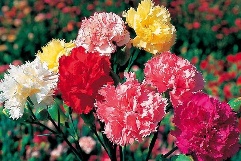 Hình ảnh bó hoa cẩm chướng tím lãng mạn