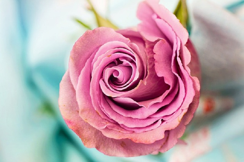 Hình ảnh bó hoa hồng đỏ thắm và hoa baby trắng