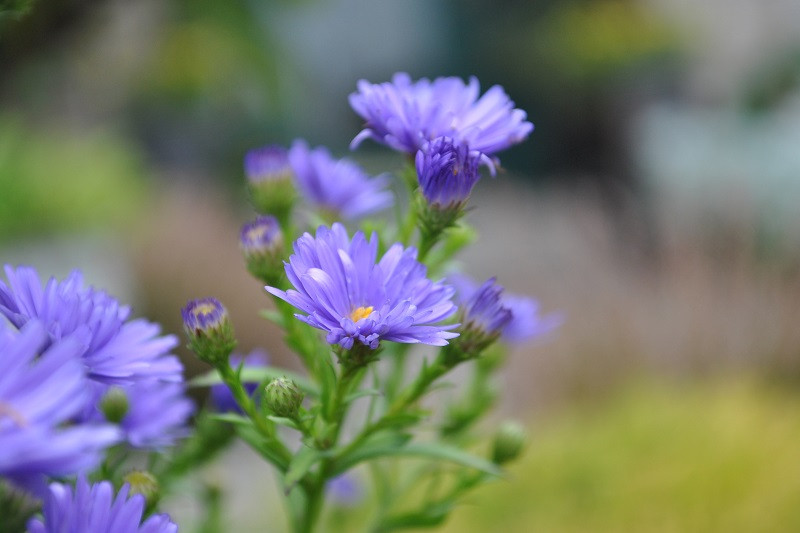 Hình ảnh bó hoa thạch thảo nhiều màu sắc