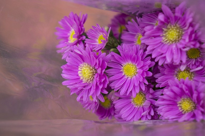 Hình ảnh bó hoa thạch thảo tím lãng mạn