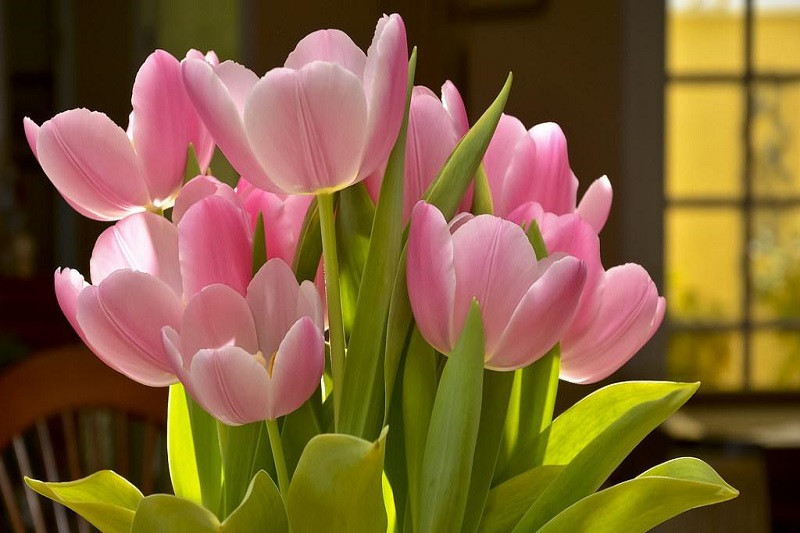 Hình ảnh bó hoa tulip hồng dịu dàng