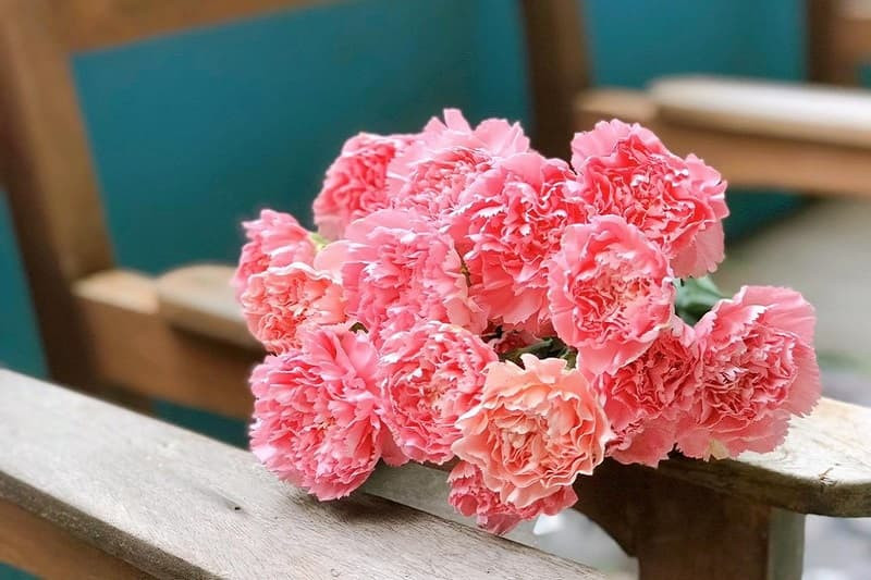 Hình ảnh cận cảnh những bông cẩm chướng nhiều màu