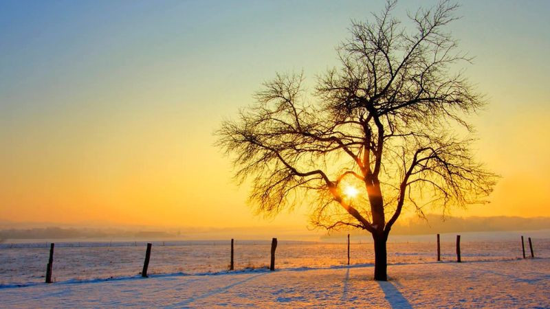 Hình ảnh cây bách cô đơn đứng giữa khung cảnh hoang vắng, thể hiện sự bền bỉ và đơn độc