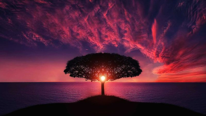 Hình ảnh cây thông cô đơn đứng một mình trên đồi, biểu tượng của sự đơn độc và kiên cường