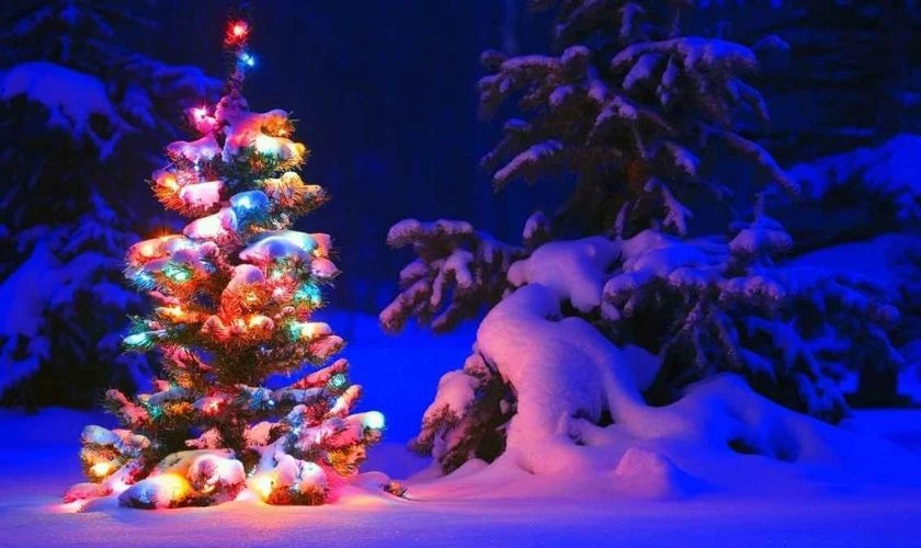 Hình ảnh cây thông Noel đứng đơn độc trong cảnh đêm tuyết rơi