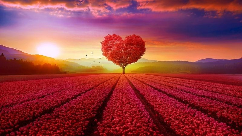 Hình ảnh cây trái tim giữa cái đồng lúa màu hồng