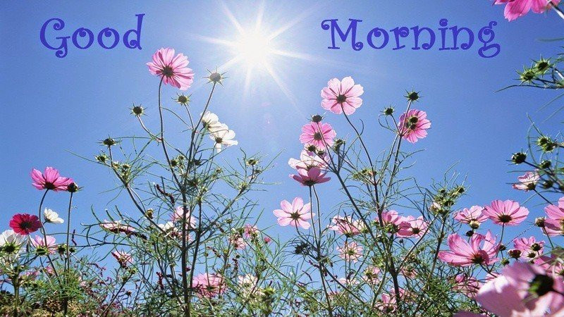 Hình ảnh chào ngày mới với cành hoa baby màu hồng