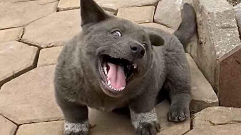 Hình ảnh chế chó lười biếng, đối lập với tính cách năng động thường thấy của chó