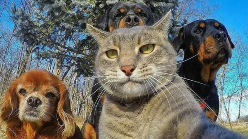 Hình ảnh chế chó trong bối cảnh giả tưởng hài hước, một dạng ảnh chế hài hước mới nhất sáng tạo